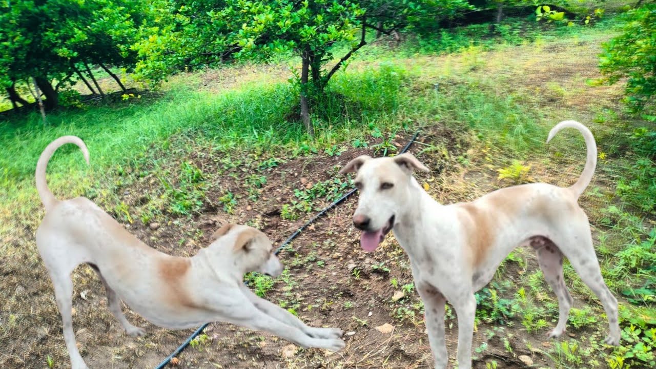 Exciting Times with Playful Dogs!