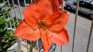 Orange Amaryllis in 8k