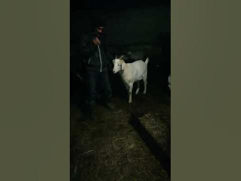 козёл яша - YouTube