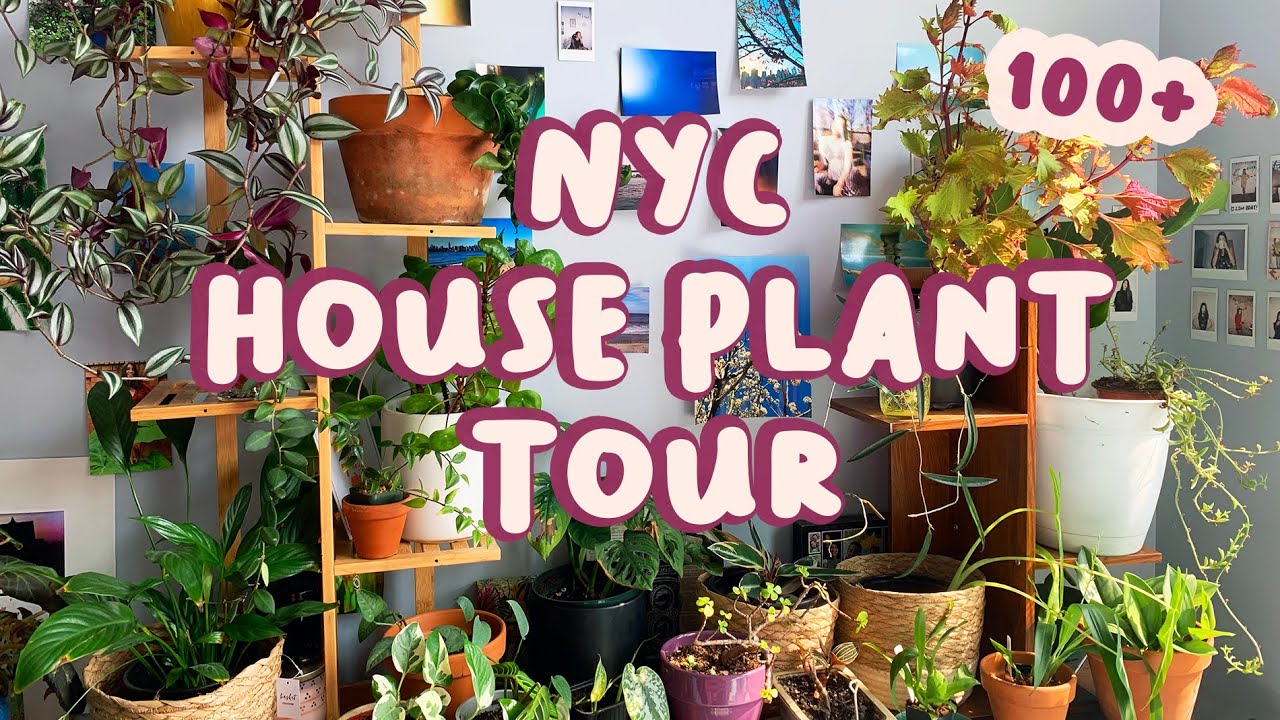 SUMMER 2021 HOUSE PLANT COLLECTION TOUR | 100+ Plants in My NYC Apartment