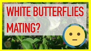 Two White Butterflies Mating Via Connection at Abdomen / Look Stuck Together on Plant | MySuLonE