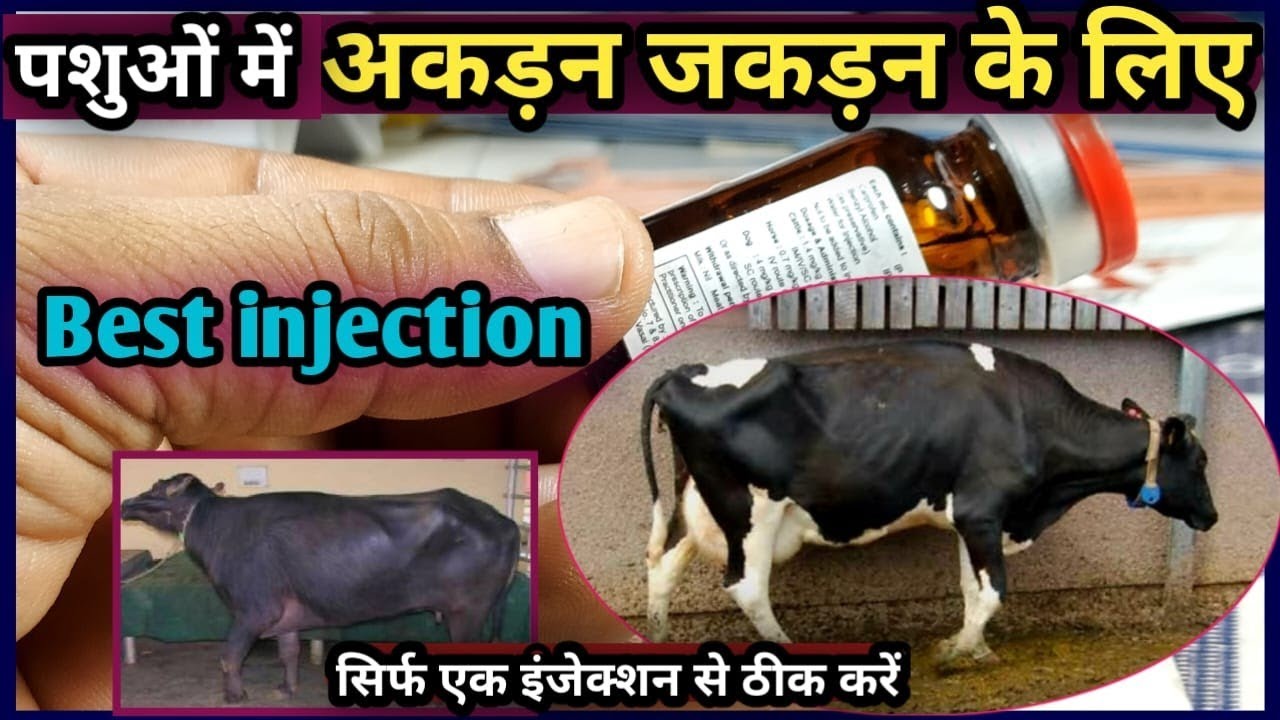 पशुओं में अकड़न जकड़न के लिए Best Injection/👍Best Analgesic,Lamness injection सिर्फ एक इंजेक्शन से