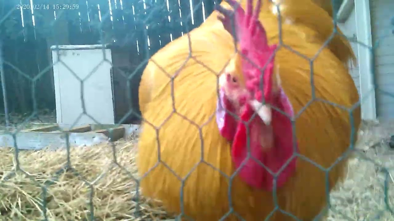 The Rooster Bit The actual Camera!