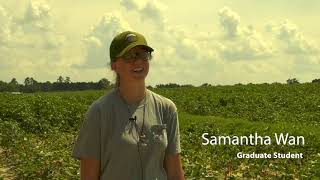 Cotton Connections - Dr. Peng Chee & Graduate Students Dalton West & Samantha Wan