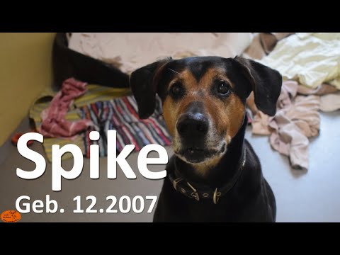 Video: Bekræftede Tilfælde Af Hundeinfluenza Spike I Michigan