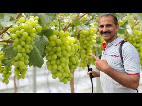 अंगूर 🍇की बेल में अगर इल्ली से परेशान हो तो ये स्प्रे 💦करो 😱😱 फल आयेंगे दबा के 😳😳