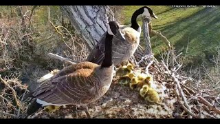 Leap of Faith: Decorah Goslings April 2024