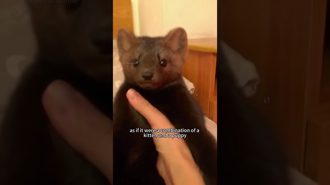 Очаровательная черная куница. 