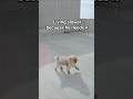 Senior dogs change your rhythm #dogbehavior #seniordog #petcare #dogcomfort #calmdog