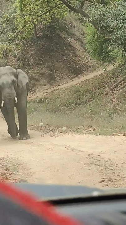 Rajaji National Park #elephant #wildlife #haridwar