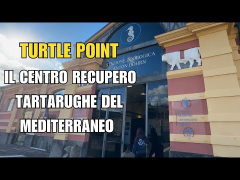 Turtle Point Portici 🐢 The Center That Saves Mediterranean Sea Turtles