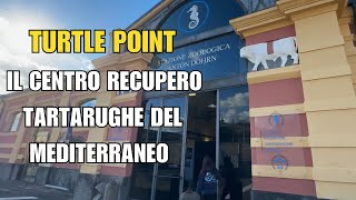 Turtle Point Portici 🐢 The Center That Saves Mediterranean Sea Turtles