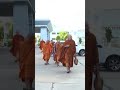 महिला नर्स ने भिक्षुओं को बचाने के लिए तोड़ी परंपरा [Monks Killed at a Procession in Thailand]