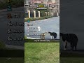 Best Cat &amp; Dog Moments 😺🐶