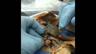 Frog dissection organs-POB 2