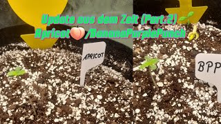 Update aus dem Zelt.🌱🚀 (Part.2) #Apricot🍑 #BananaPurplePunch🍌 #pflanzenwissen #Autoflower 