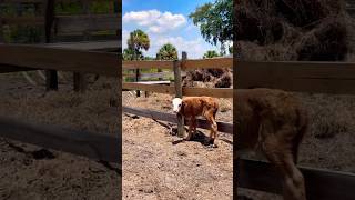 Mama had her baby 🐄😍🥰 #homestead #cow #familyfarm #farmlife #cattle #babycow #cows