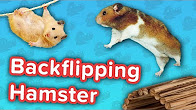 Backflipping Hamsters & Pony Soccer! // Funny Animal…