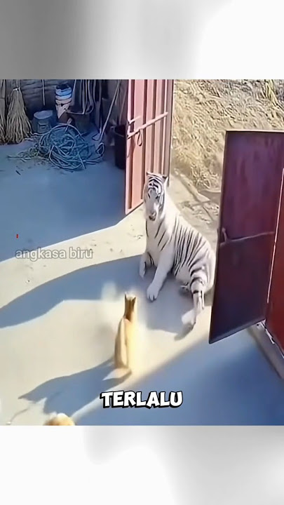 Cat vs. Tiger? Unexpected Reaction! #animalfacts #catvstiger #viralshorts