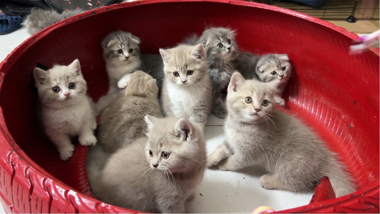 Super cute kittens gather inside a nest made of old car tires. YouTube
