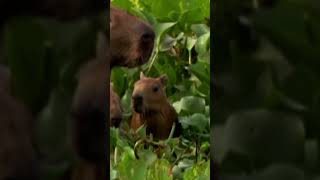 Capivara: O Gigante Gentil das Águas | Vida Selvagem em Detalhes 🦫🌿