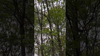 It’s fun watching squirrels jump from tree to tree #nature #explore #hiking #shorts ￼