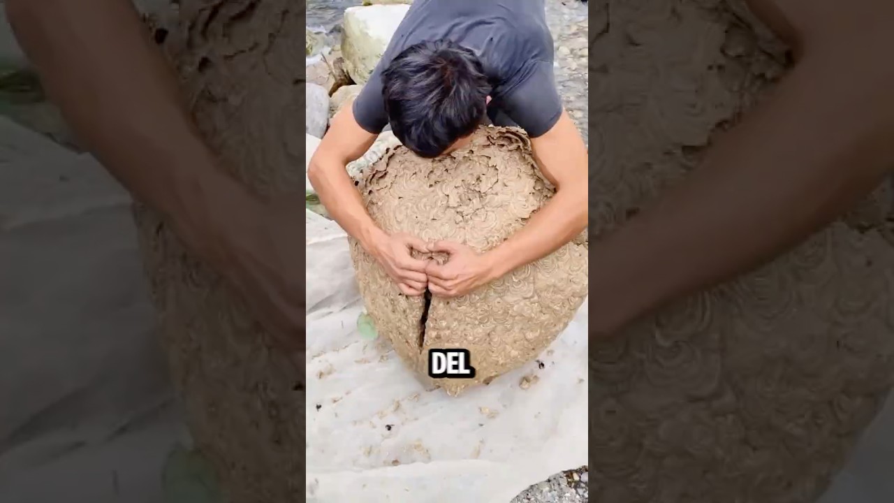 Desmontando un Panal de Avispones Gigantes Asiáticos ☠️🐝