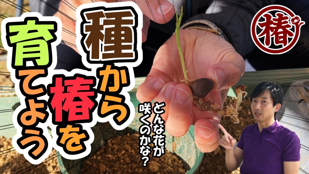 種から椿を育てよう｜どんな花が咲くのかな？未来の自分への贈り物🌼