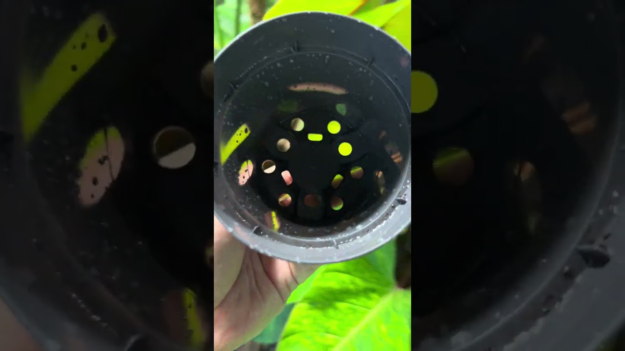 نقل النباتات من الماء الى التربه الزراعية محمية صديق البيئة