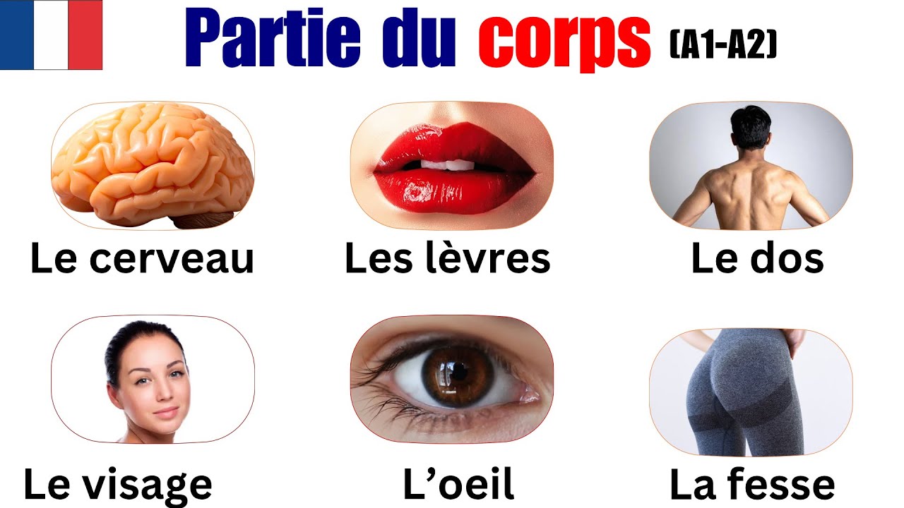 Le corps humain en français 🇫🇷 | Apprendre facilement (A1–A2) | Vocabulaire français | Easy French 