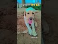 depression 😂🤣👍🐕 #viral #doggielife #labrador #funnyanimal #funny #funnypet #pets @petscutevideoss