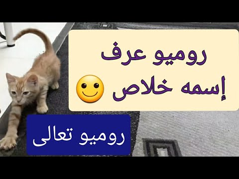 فيديو: كيفية تدريب قطة على قول 