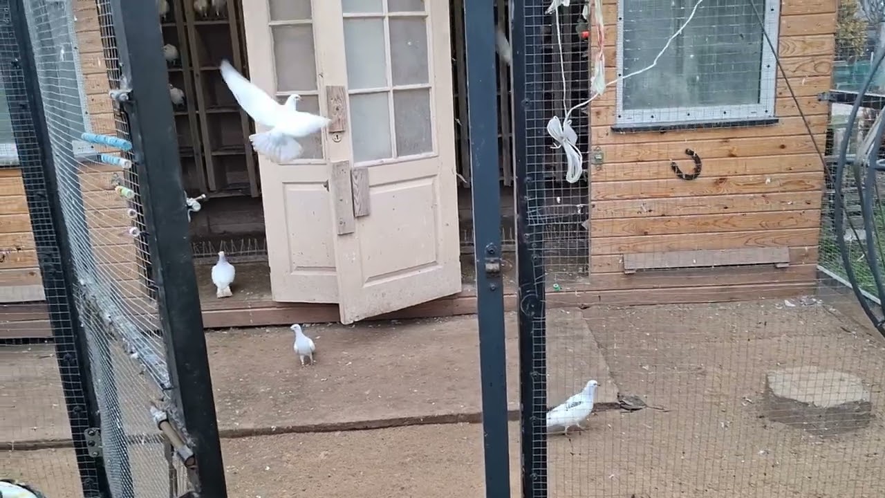 Co w gołębniku 🤔🤔🤔 było źle jest miejmy nadzieje OK 😴😴😴