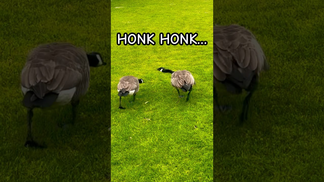 Canada Goose Honking Sound (Real Footage) 
