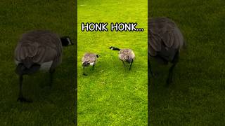 Canada Goose Honking Sound Real Footage