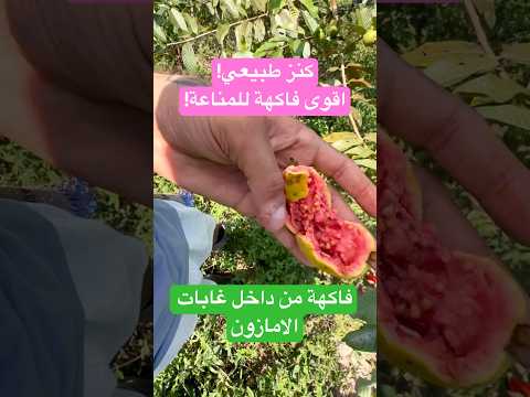 فاكهة الغوايابا فوايدها أقوى مما تتخيل