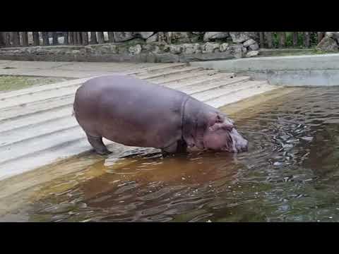 Hippopotamus entering the water