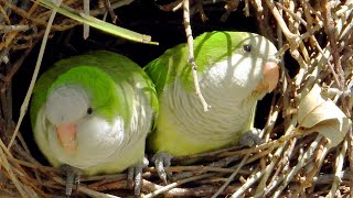 Sound Of Wild Parakeets