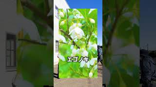 歌で覚えるオススメの庭木！