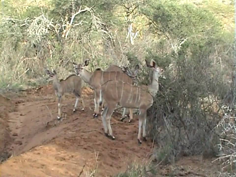 The Lesser Kudu