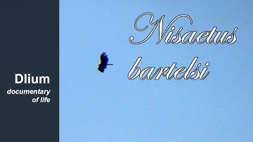 Javan hawk-eagle (Nisaetus bartelsi)