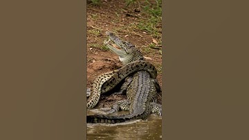 Amazing python wrapped big crocodile #wildlife #animallife #animals #leopard #shorts