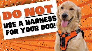 Why a Dog Harness Hinders Your Training