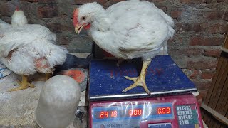ميزان الفراخ البيضة عمر ٣٠ يوم وسر المزارع فى زيادة معدل التحويل عند الفراخ