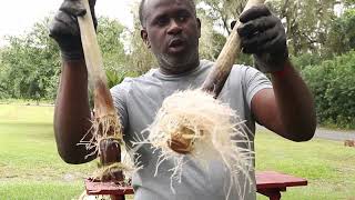 How to grow sugarcane {Starting sugar cane in water} VID1 #iplantfood #sugarcane #ocala #farm #goat