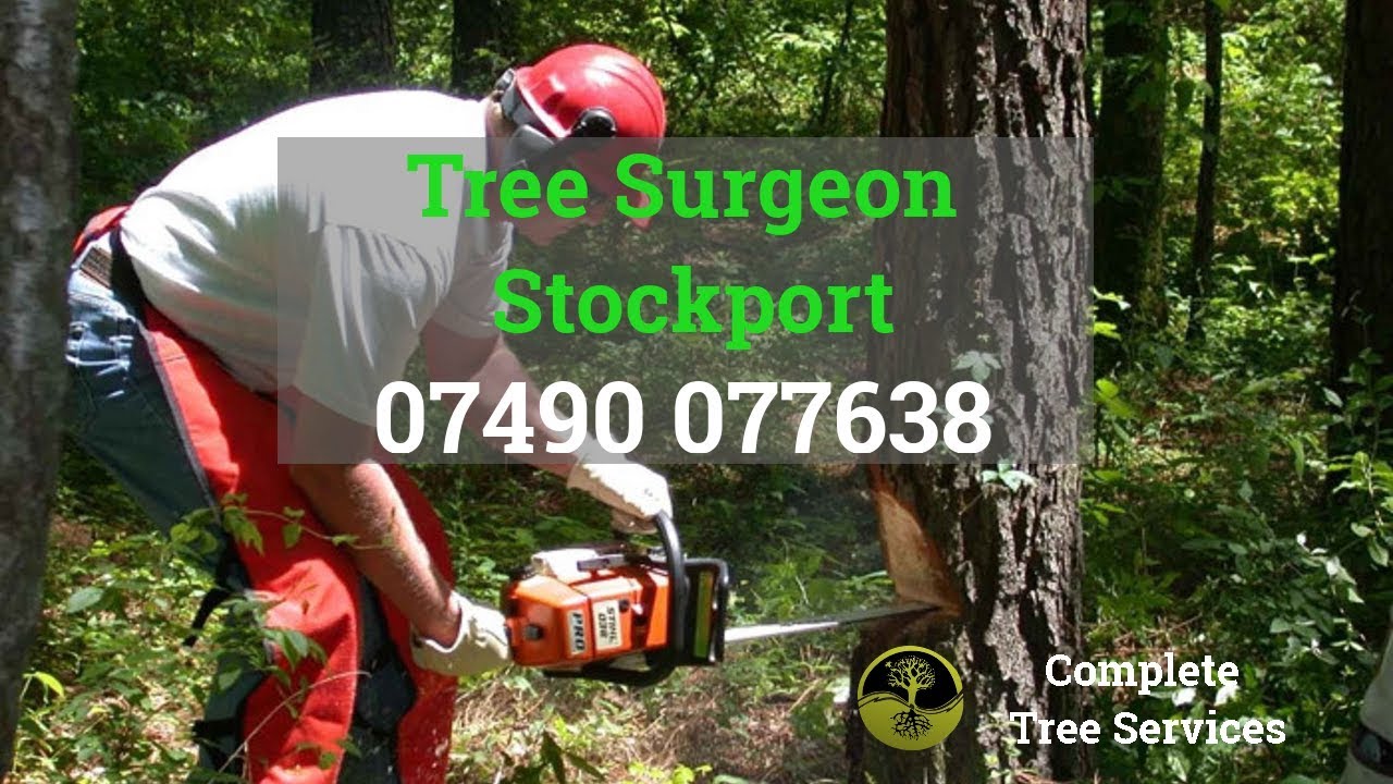 Tree Surgeon Stockport Stump Root And Tree Removal Tree Felling And