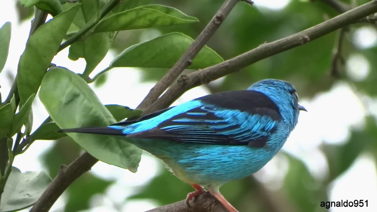 Saí-azul macho chamando (Dacnis cayana) 