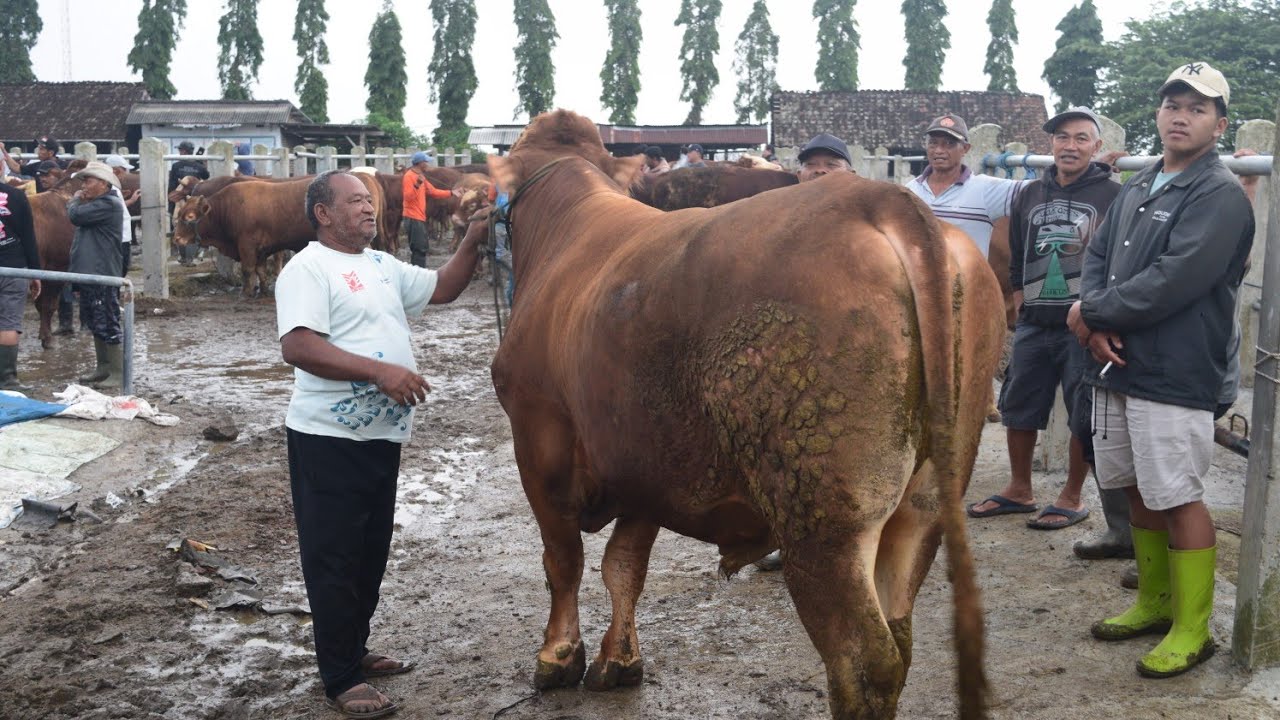 Bakalan jumbo 150cm Calon 1 Ton up tapi.....