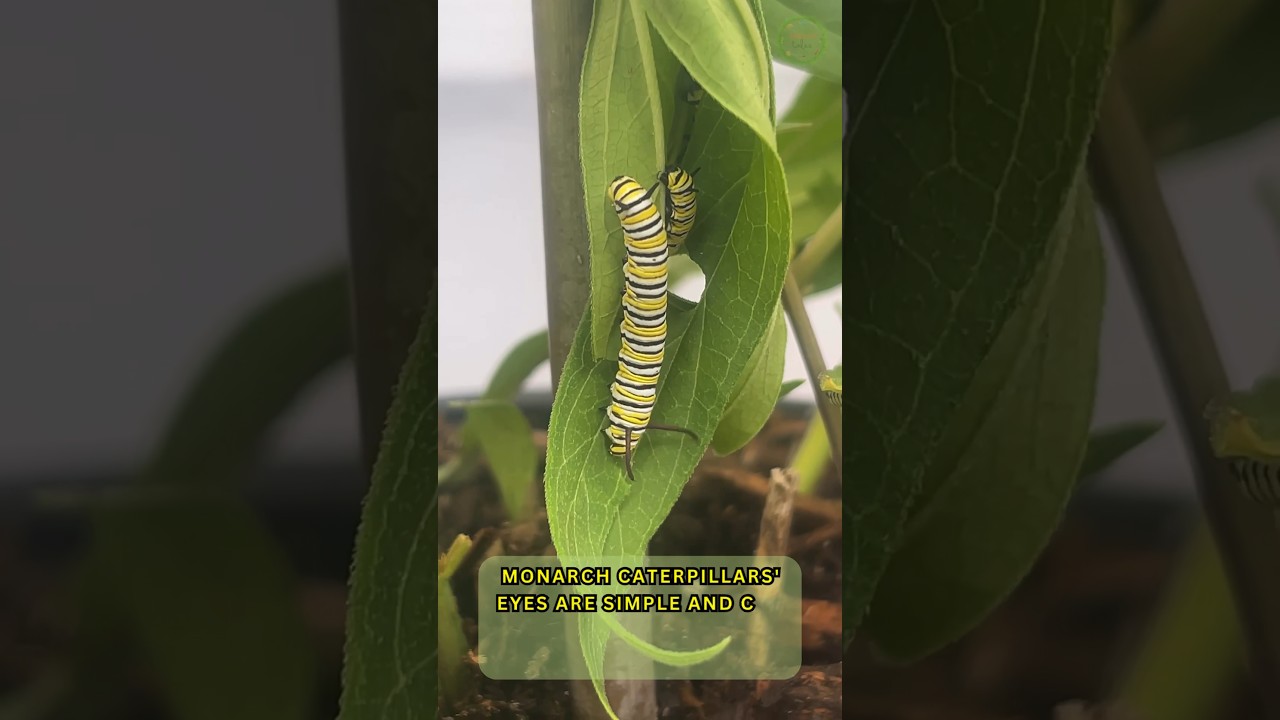 Did you know monarch caterpillars eyes are simple and... 
