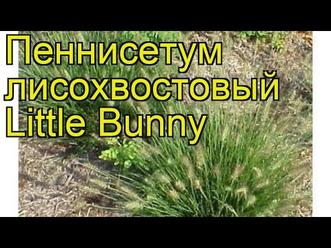 Видео: Что такое Little Bunny Grass – выращивание Little Bunny Dwarf Fountain Grass